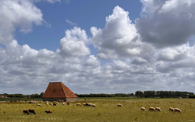 2025-06 - Texel Landscapes - cover.2025-06-23 14.38.14.nice.editted